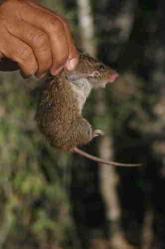 Toltec Cotton Rat