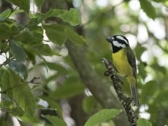 Falcunculus frontatus