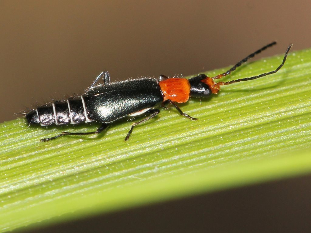 Carphurus pallidifrons