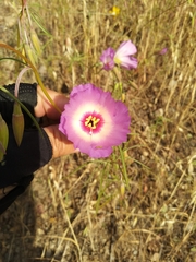 Clarkia gracilis albicaulis