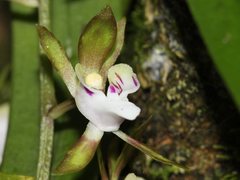 Sarcochilus australis