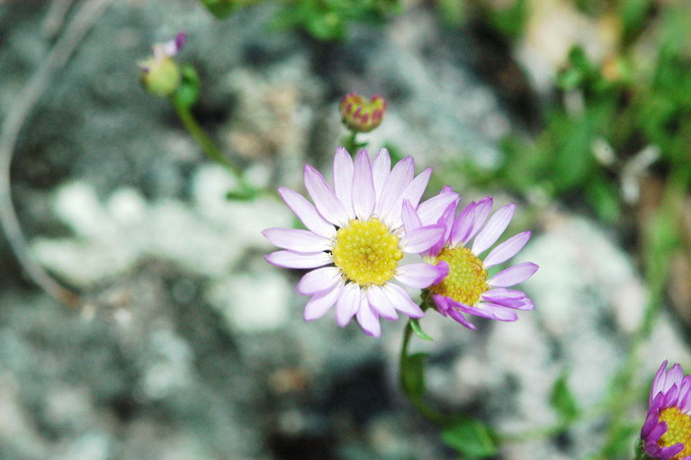 Erigeron aequifolius