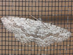 Psilosticha absorpta