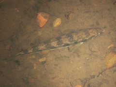 Pseudaphritis urvillii