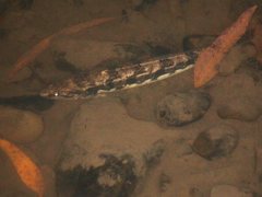 Pseudaphritis urvillii