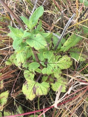 Scrophularia villosa