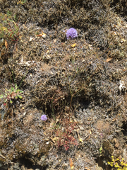 Gilia capitata capitata