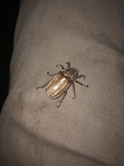 Polyphylla occidentalis