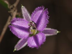 Thysanotus patersonii