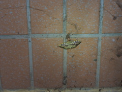 Haritalodes