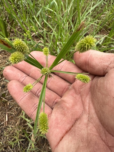 Cyperus ovatus, 2024-06-19