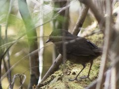 Pycnoptilus floccosus