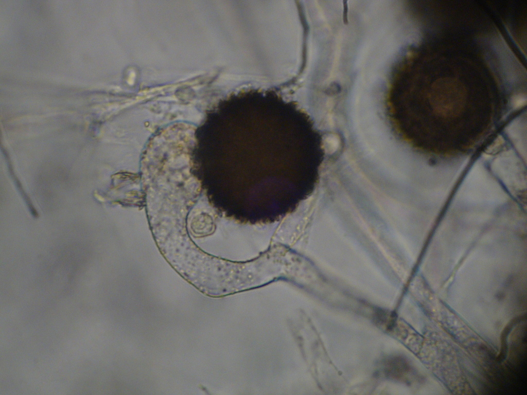 Zygorhynchus