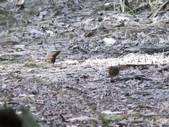 Pycnoptilus floccosus