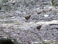 Pycnoptilus floccosus