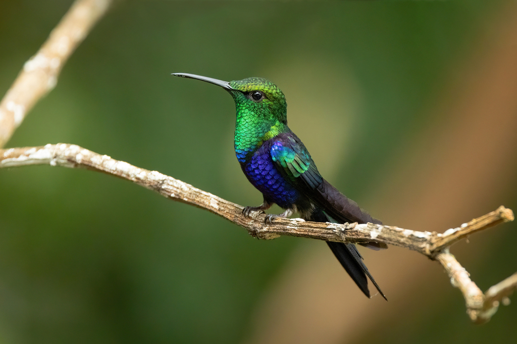 Fork-tailed Woodnymph