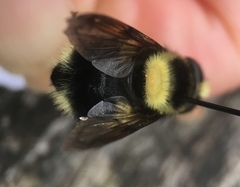 Volucella bombylans