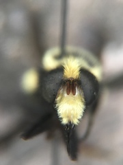 Volucella bombylans