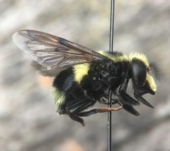 Volucella bombylans