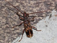 Phoracantha synonyma