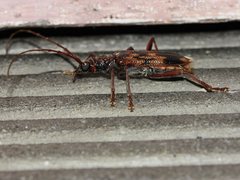 Phoracantha synonyma