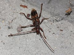 Phoracantha synonyma