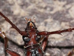 Phoracantha synonyma