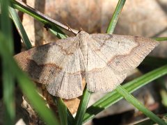 Taxeotis perlinearia