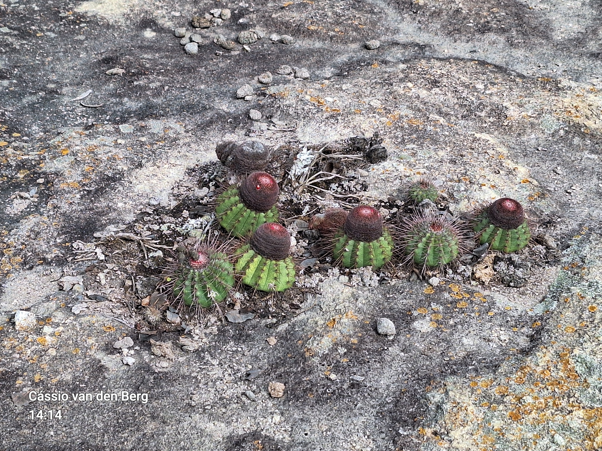 Melocactus ernestii