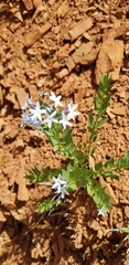 Amsonia jonesii