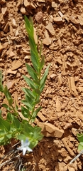 Amsonia jonesii