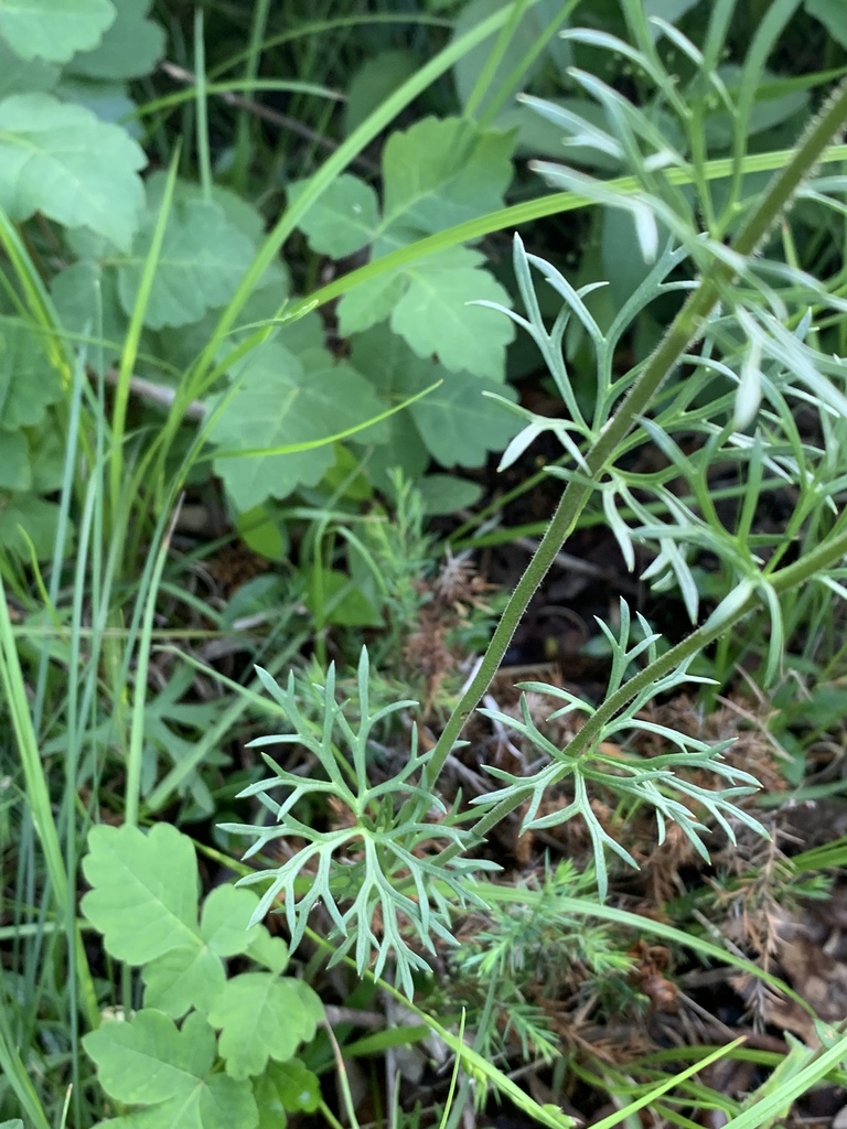 Wild Blue Larkspur (LNPS) · iNaturalist