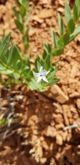 Amsonia jonesii