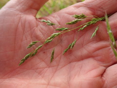 Poa howellii
