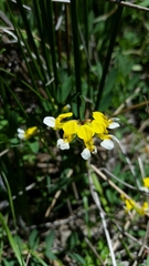 Hosackia pinnata