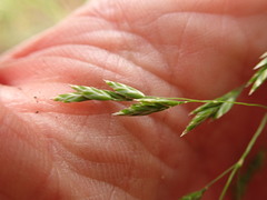 Poa howellii