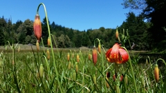 Lilium pardalinum pardalinum