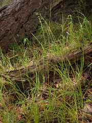 Poa howellii