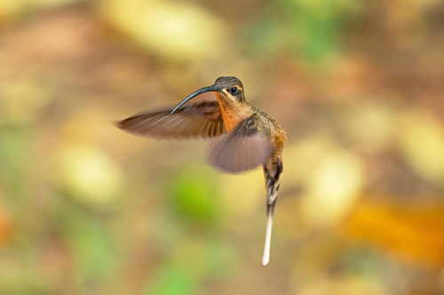 Great-billed Hermit