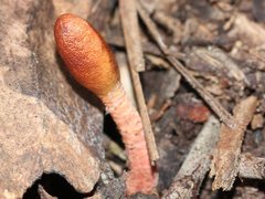 Cordyceps meneristitis