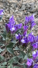 Scutellaria grandiflora