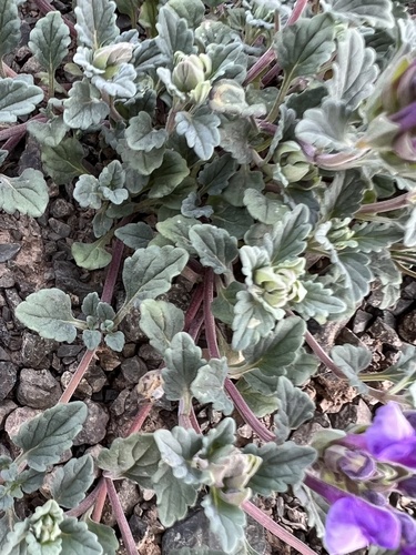 Scutellaria grandiflora, photograph 2