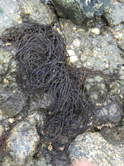 Gracilaria