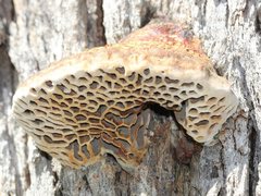 Hexagonia vesparia