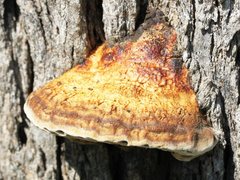 Hexagonia vesparia