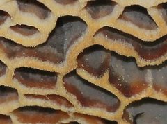 Hexagonia vesparia