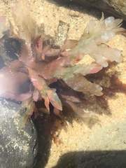 Cryptopleureae