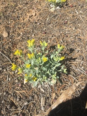 Physaria acutifolia