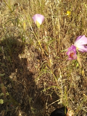 Clarkia gracilis albicaulis