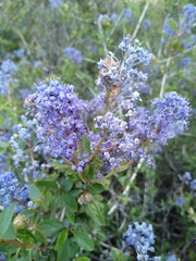 Ceanothus lemmonii